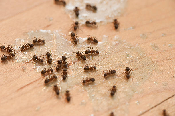  Ragland, AL Pest Control Pros
